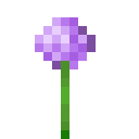 Allium