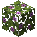 Flowering Azalea Leaves