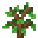 Oak Sapling