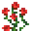Rose Bush